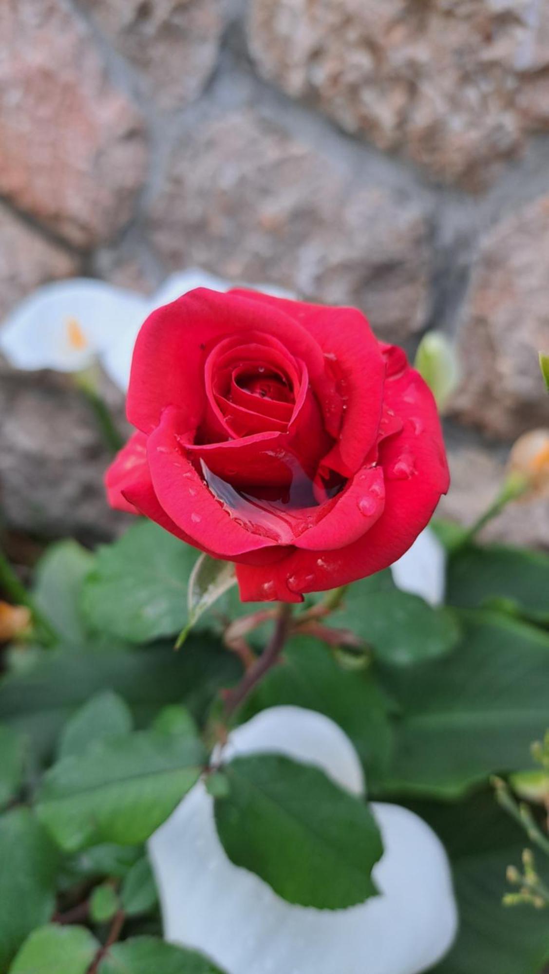 סלינה Apartmani Tomic מראה חיצוני תמונה